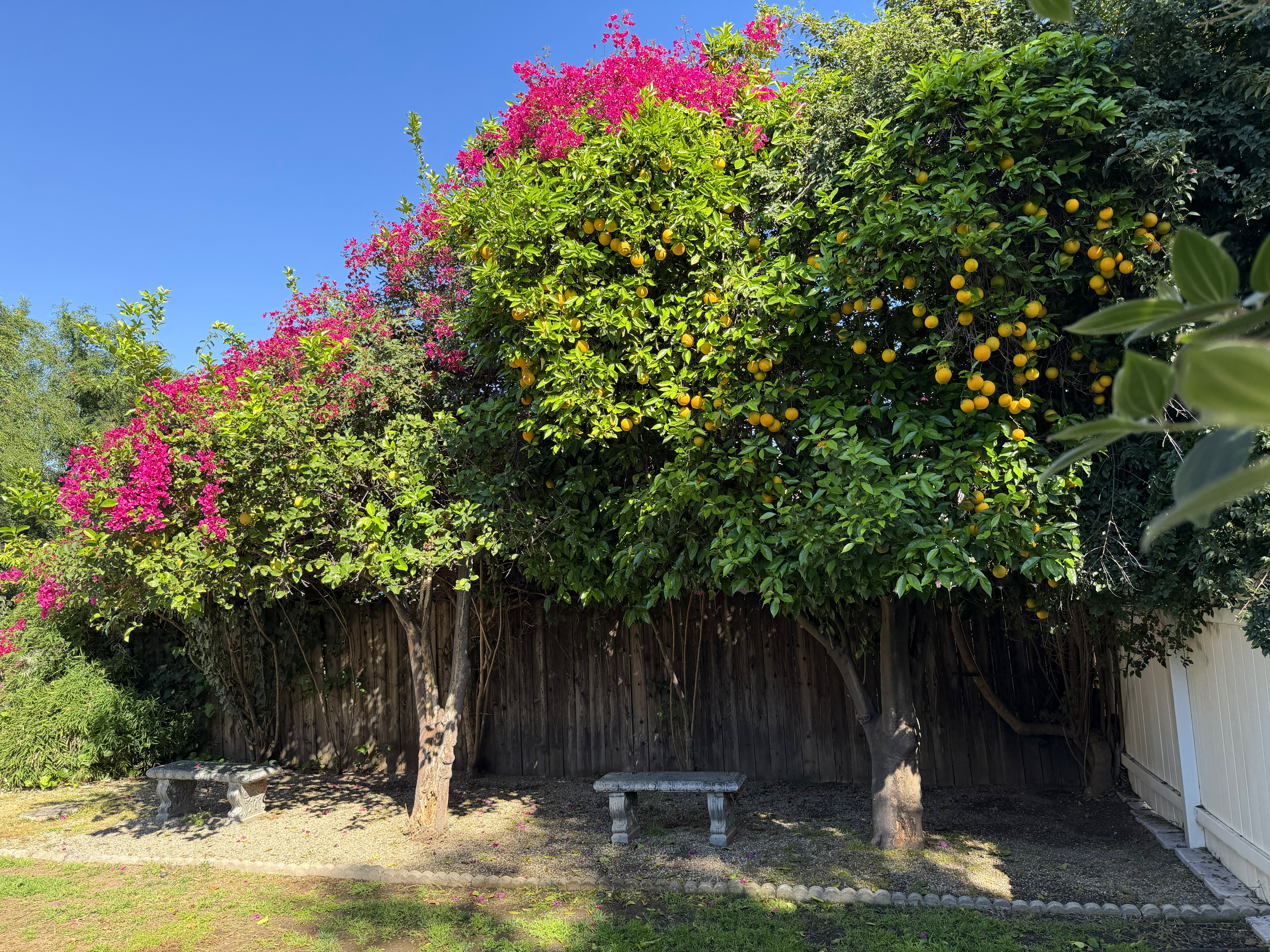 Executive therapy session